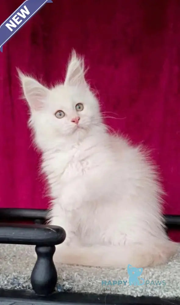 Win Maine Coon male red silver shaded live animals