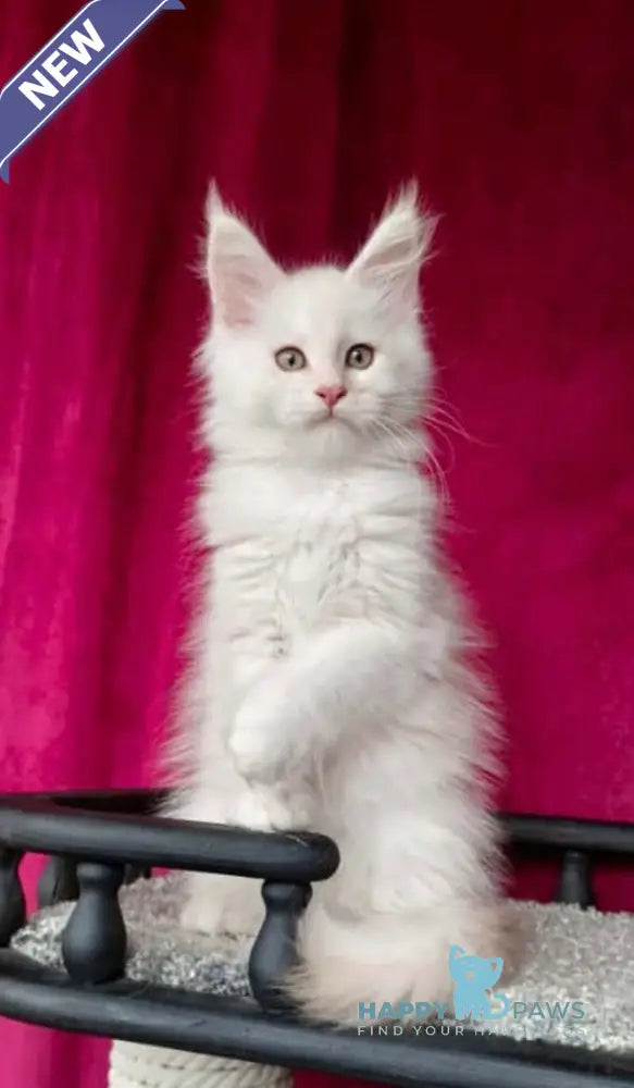 Win Maine Coon male red silver shaded live animals