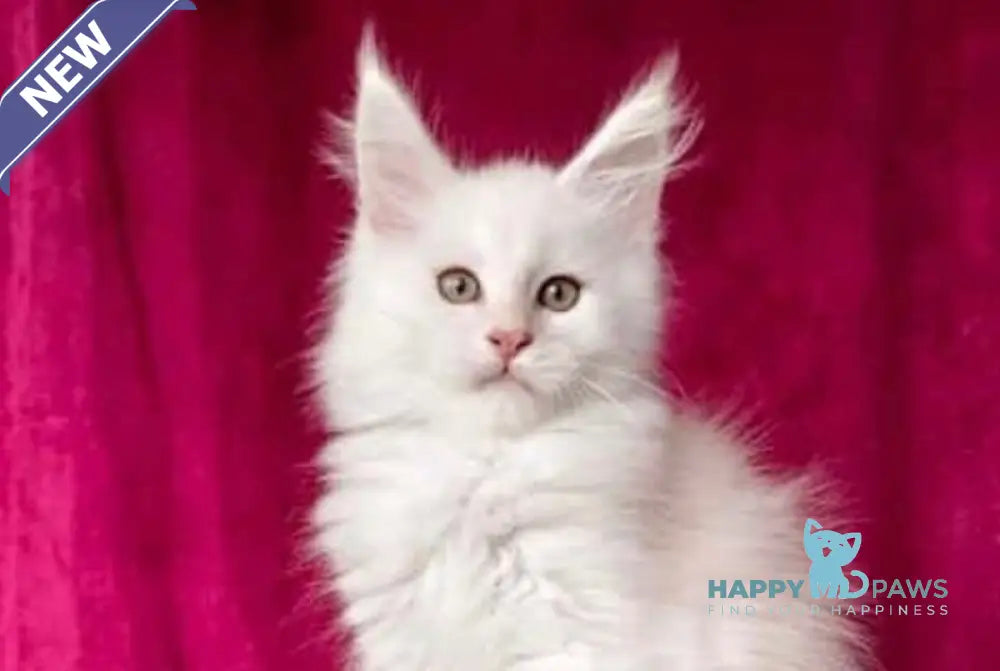 Win Maine Coon male red silver shaded live animals