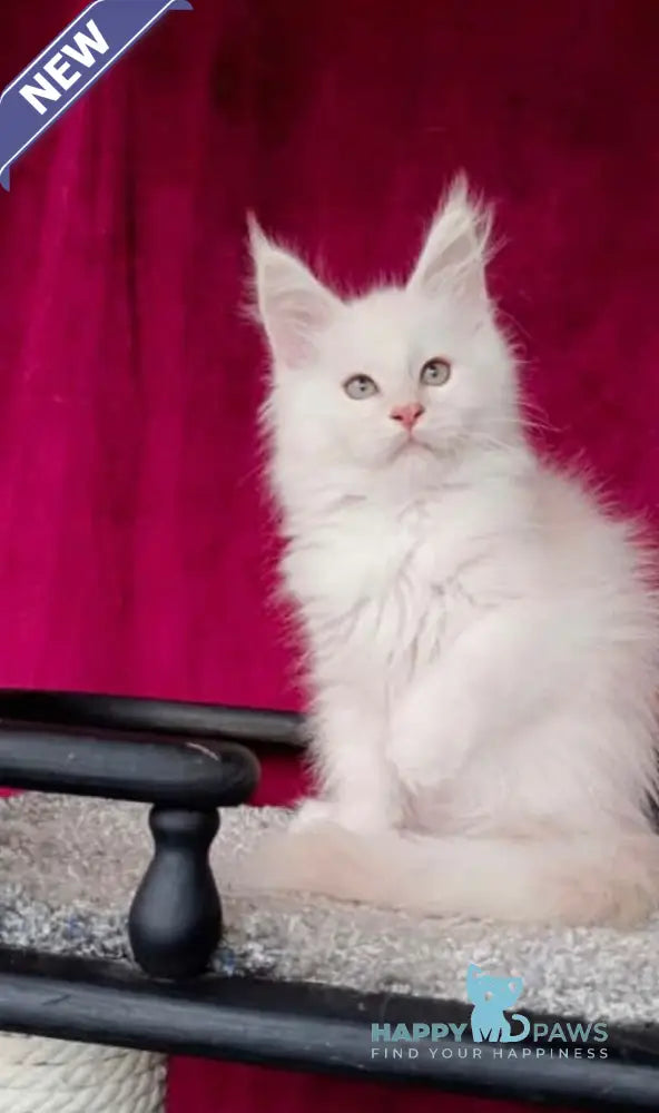 Win Maine Coon male red silver shaded live animals