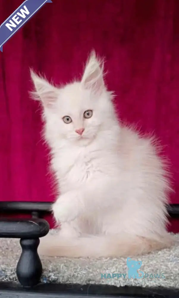 Win Maine Coon male red silver shaded live animals