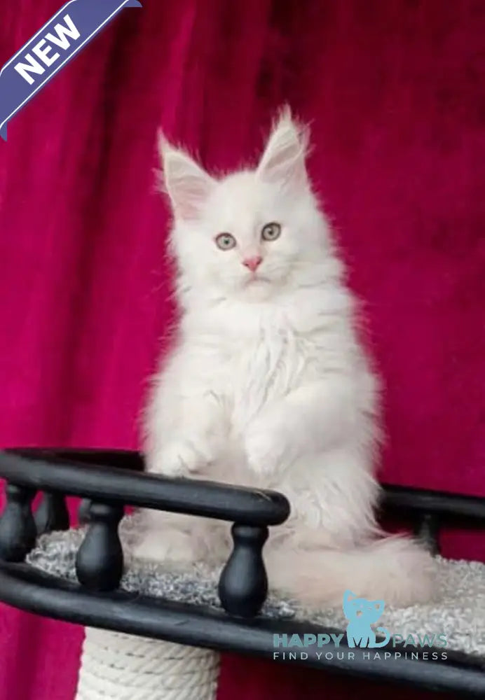 Win Maine Coon male red silver shaded live animals