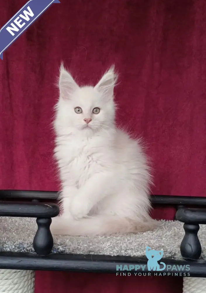 Win Maine Coon male red silver shaded live animals