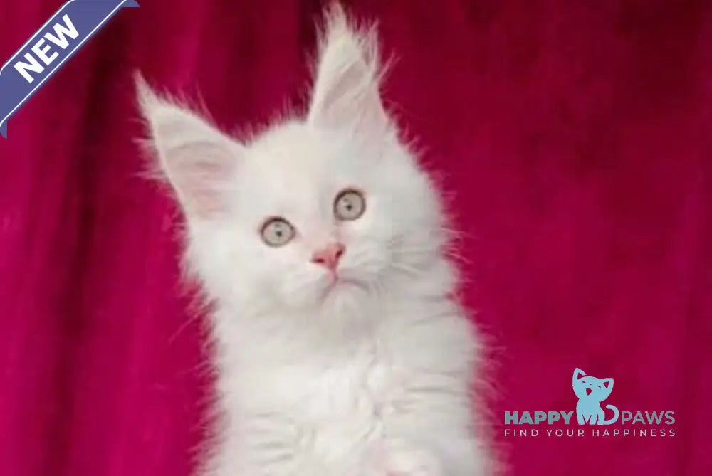 Win Maine Coon male red silver shaded live animals