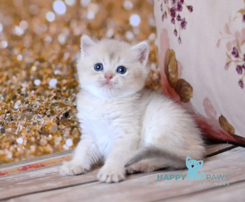 Wina British Shorthair female blue golden shaded live animals