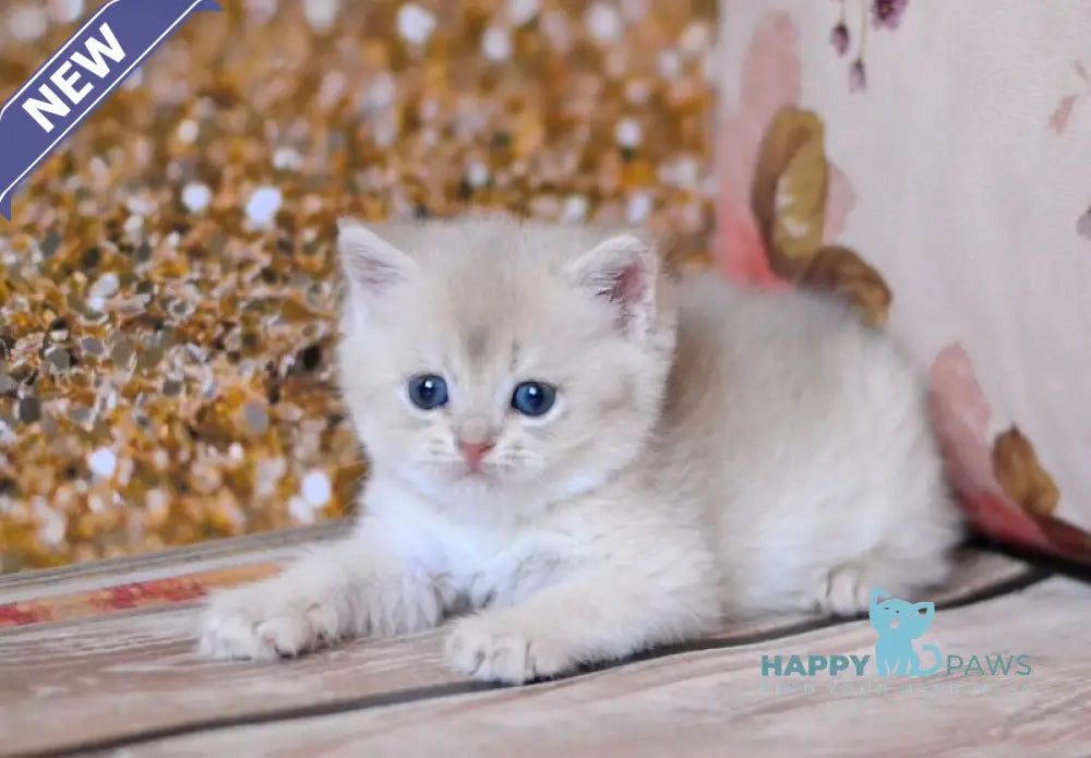 Wina British Shorthair female blue golden shaded live animals