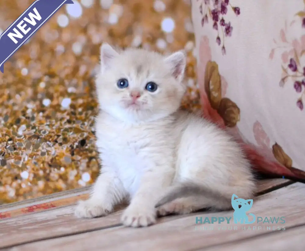 Wina British Shorthair female blue golden shaded live animals