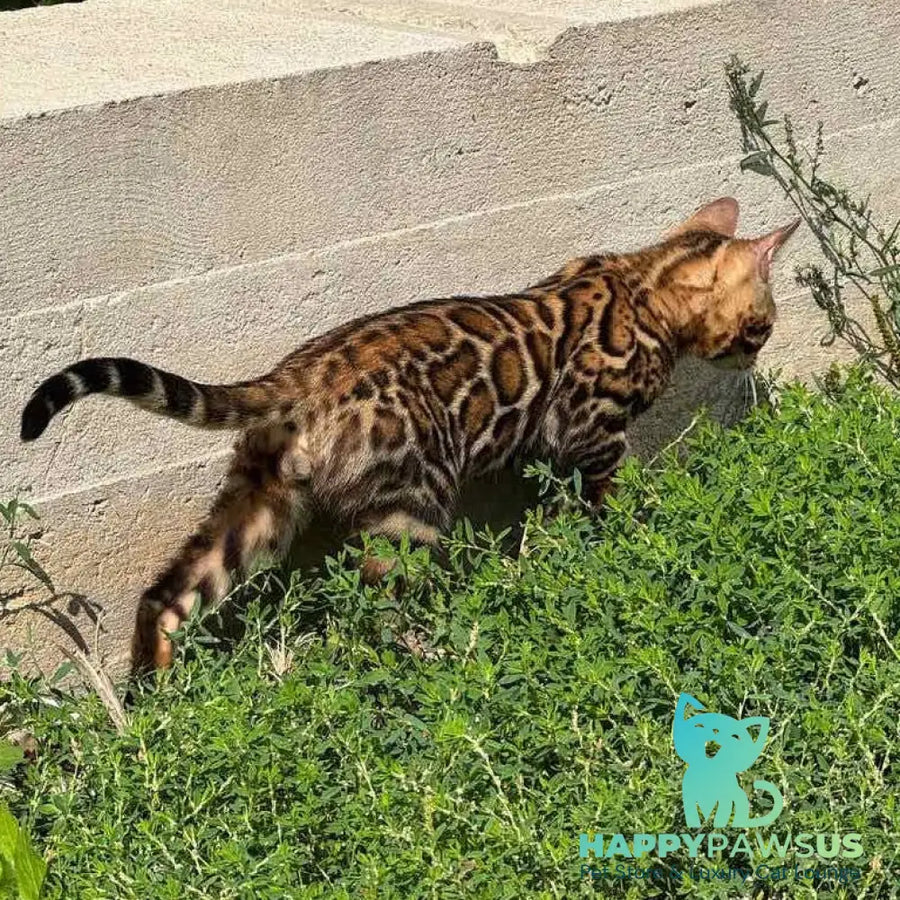 Wind Bengal male black spotted tabby - live animals