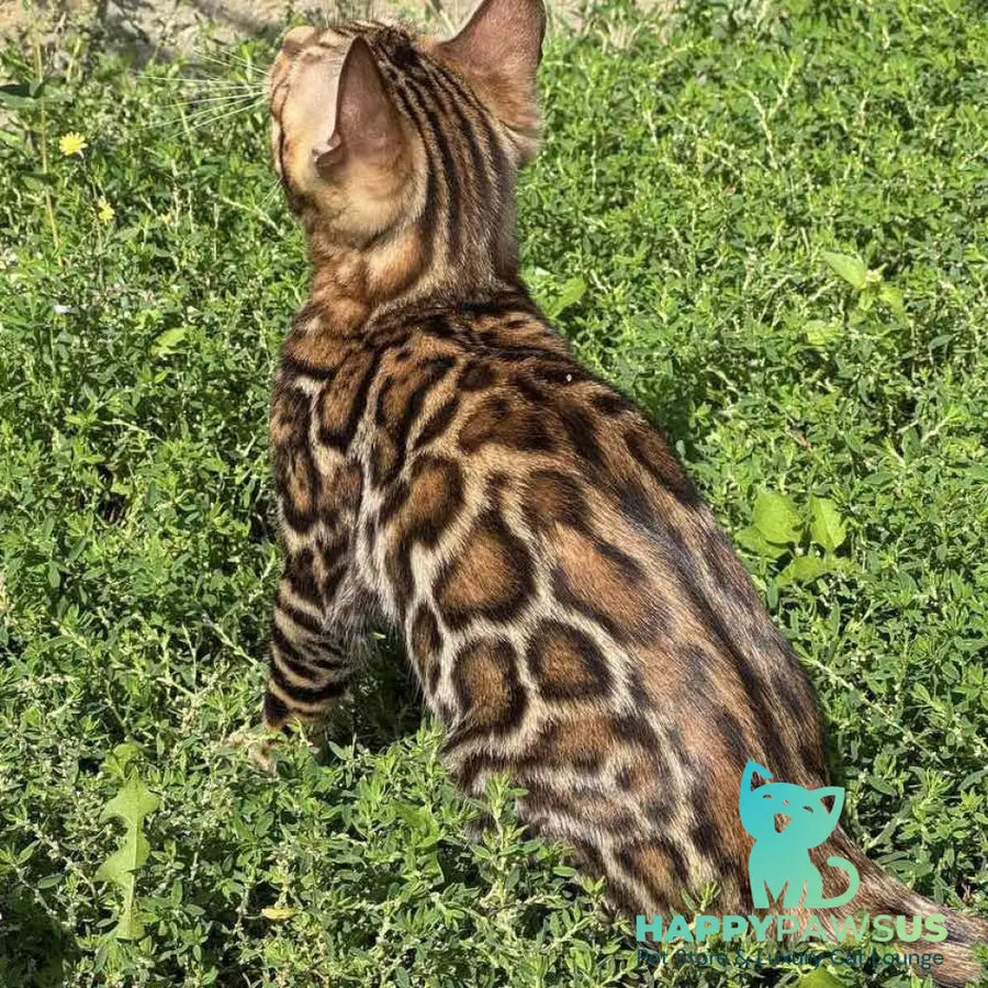 Wind Bengal male black spotted tabby - live animals