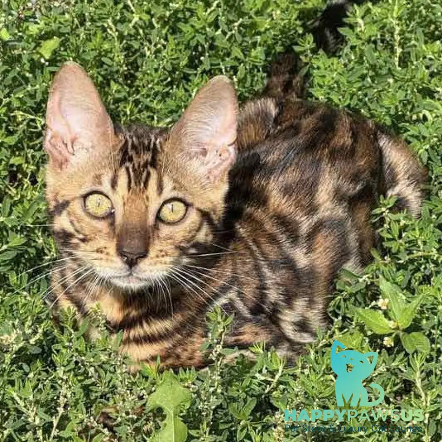 Wind Bengal male black spotted tabby - live animals