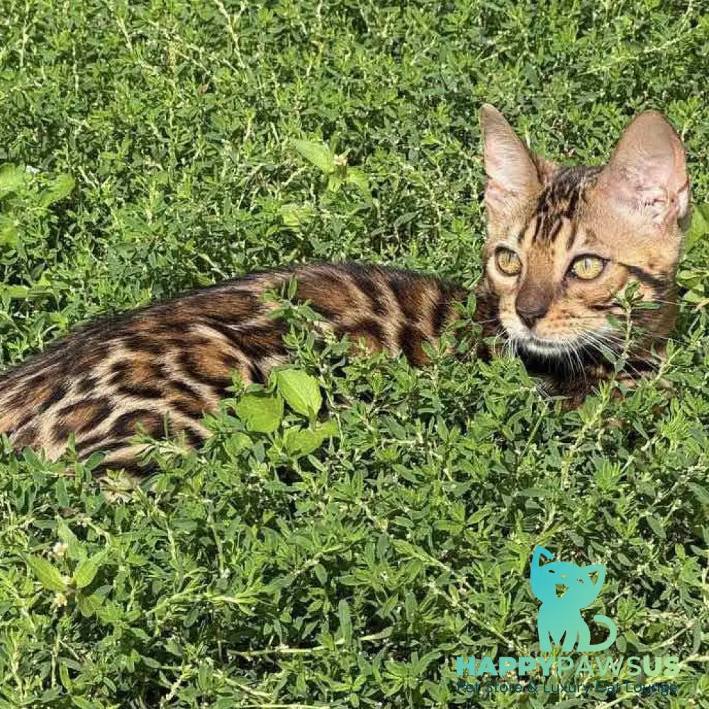 Wind Bengal male black spotted tabby - live animals
