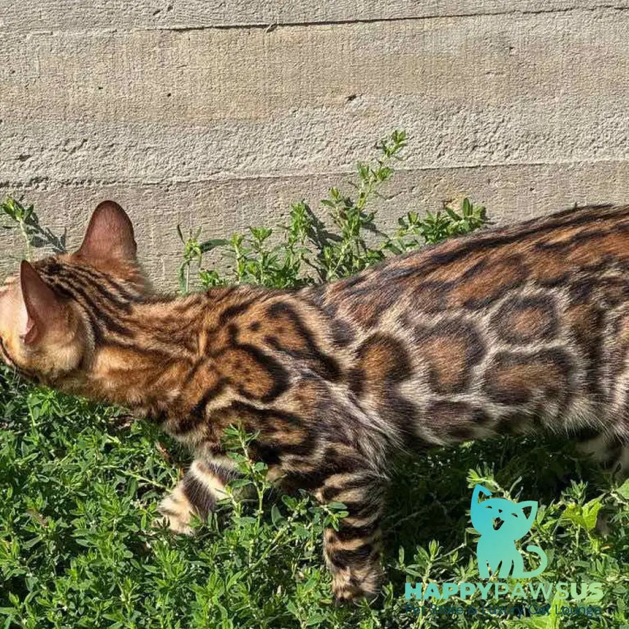 Wind Bengal male black spotted tabby - live animals