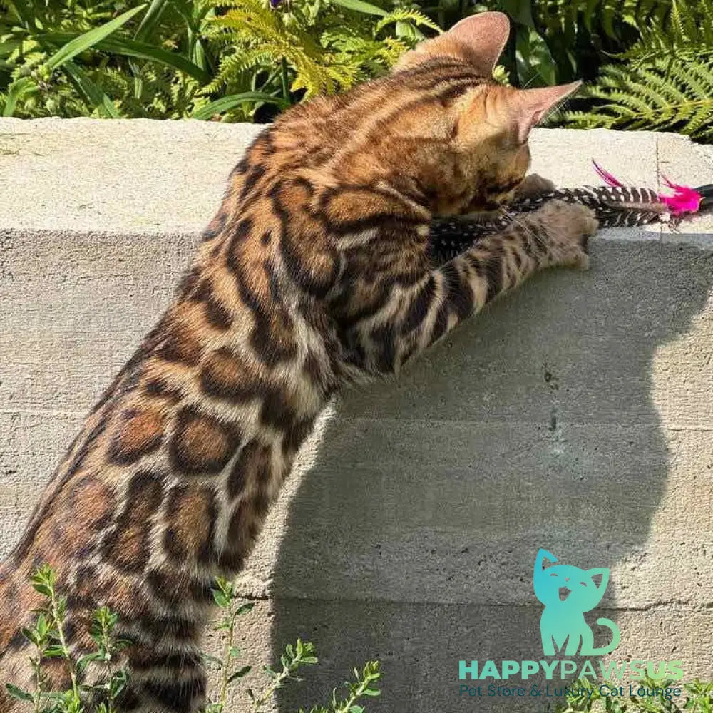 Wind Bengal male black spotted tabby - live animals