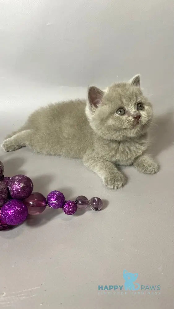 Windi British Shorthair female lilac live animals