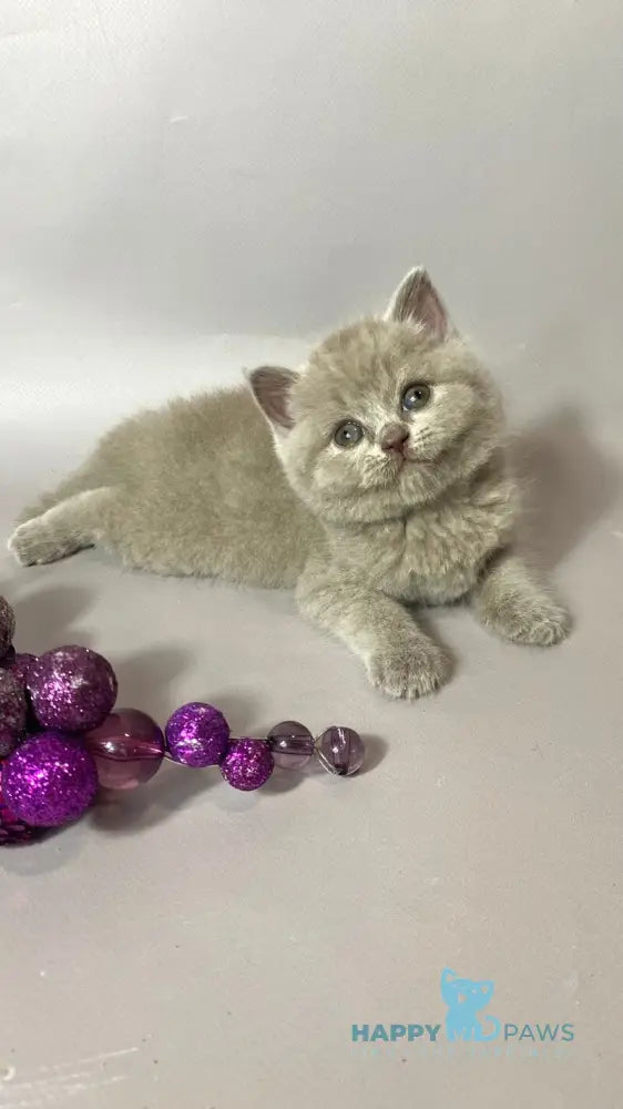 Windi British Shorthair female lilac live animals