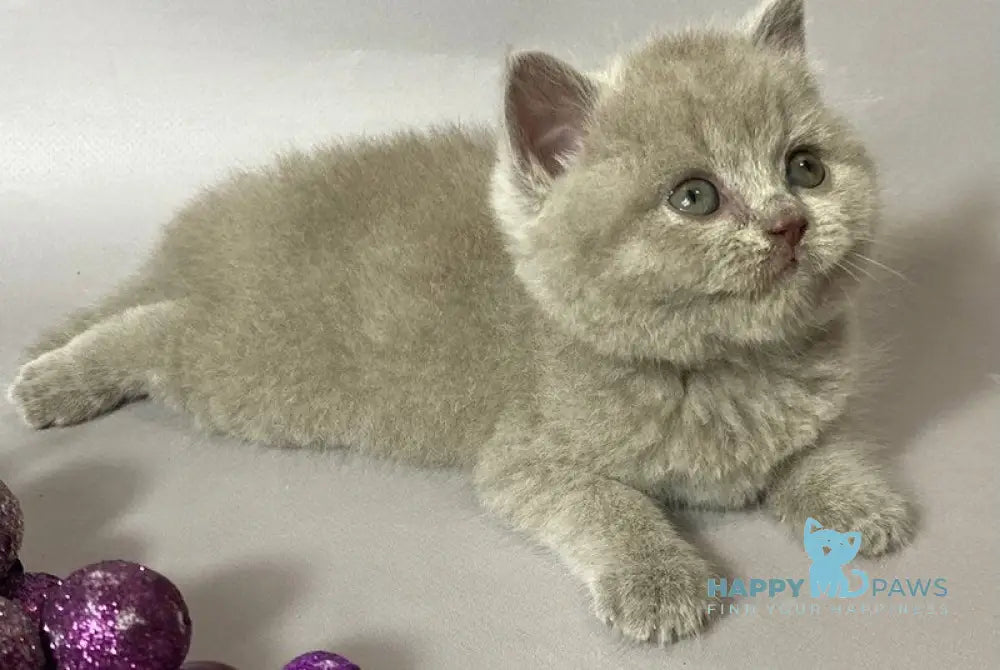 Windi British Shorthair female lilac live animals