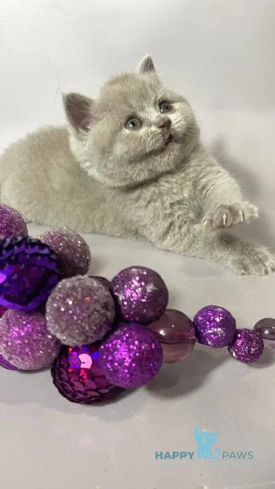 Windi British Shorthair female lilac live animals