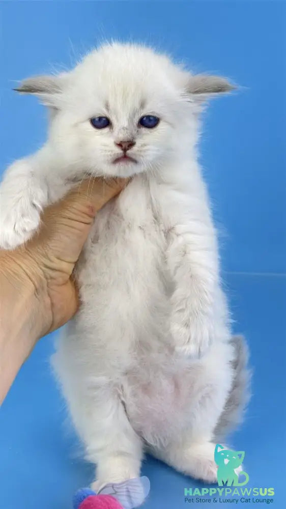 Windsor Siberian male blue tabby pointed with white - live animals