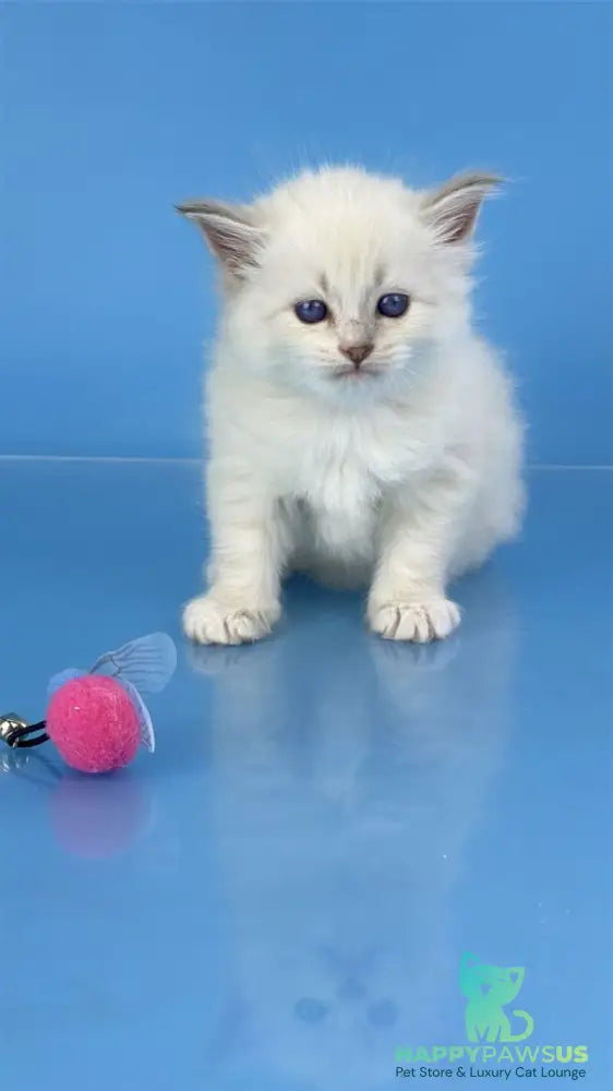 Windsor Siberian male blue tabby pointed with white - live animals