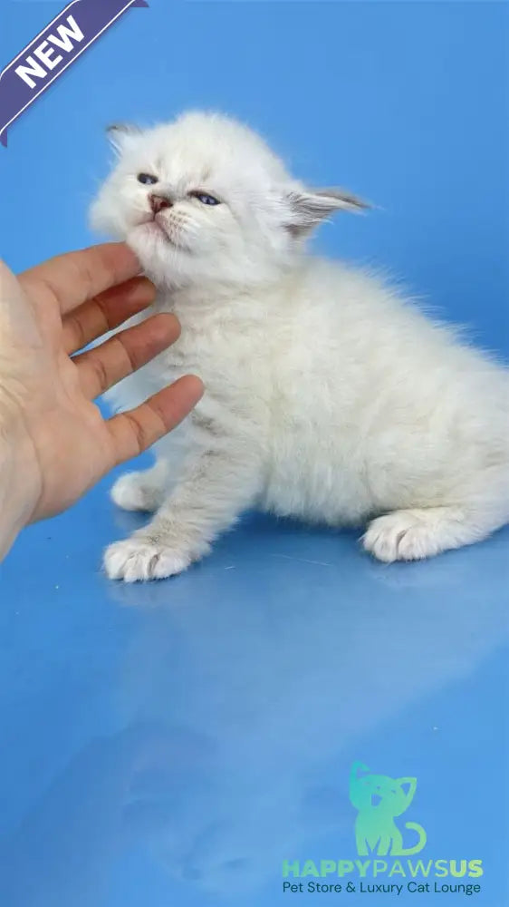 Windsor Siberian male blue tabby pointed with white - live animals