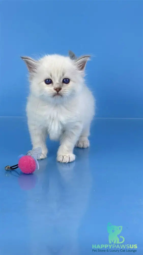 Windsor Siberian male blue tabby pointed with white - live animals