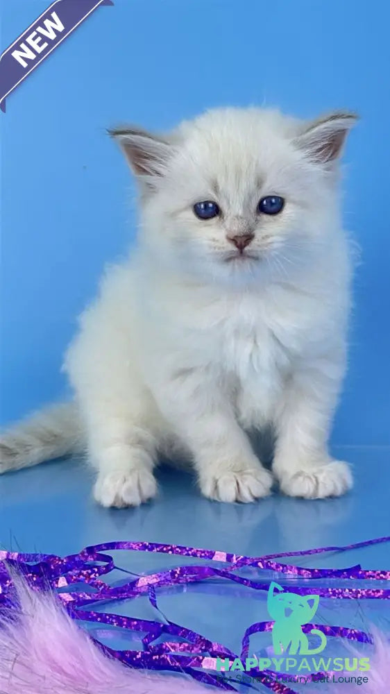 Windsor Siberian male blue tabby pointed with white - live animals