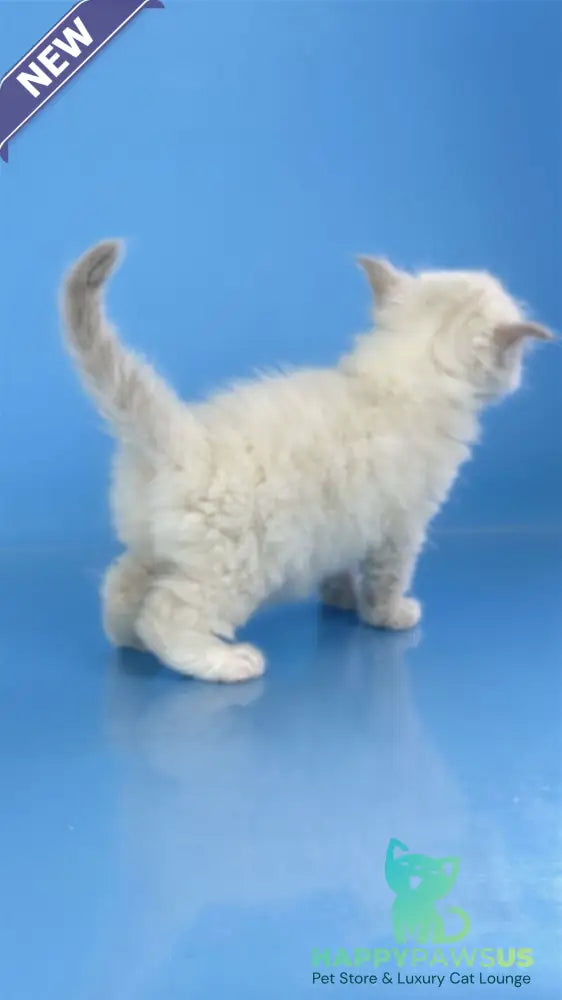 Windsor Siberian male blue tabby pointed with white - live animals