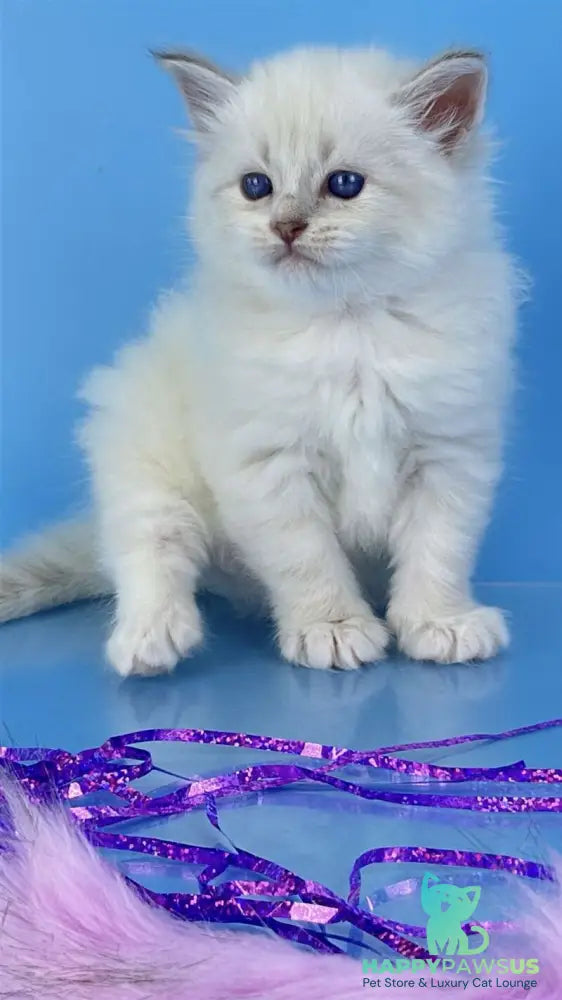 Windsor Siberian male blue tabby pointed with white - live animals