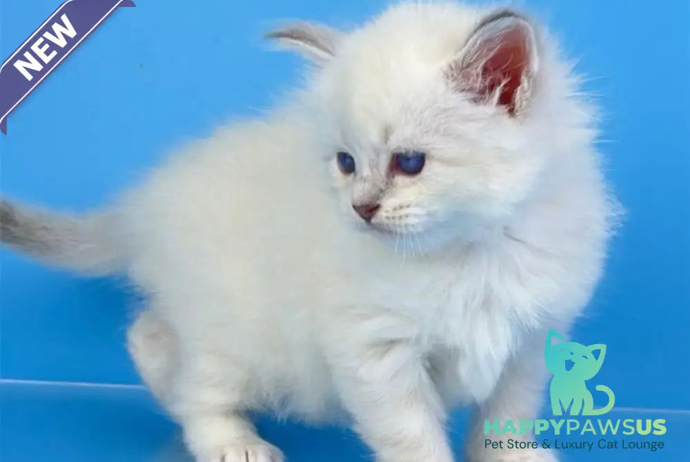 Windsor Siberian male blue tabby pointed with white - live animals