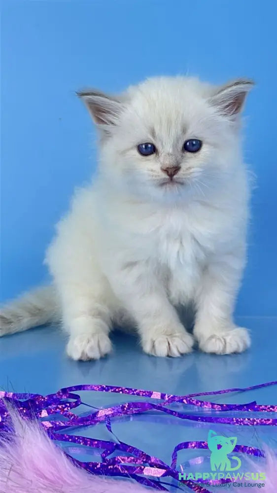 Windsor Siberian male blue tabby pointed with white - live animals
