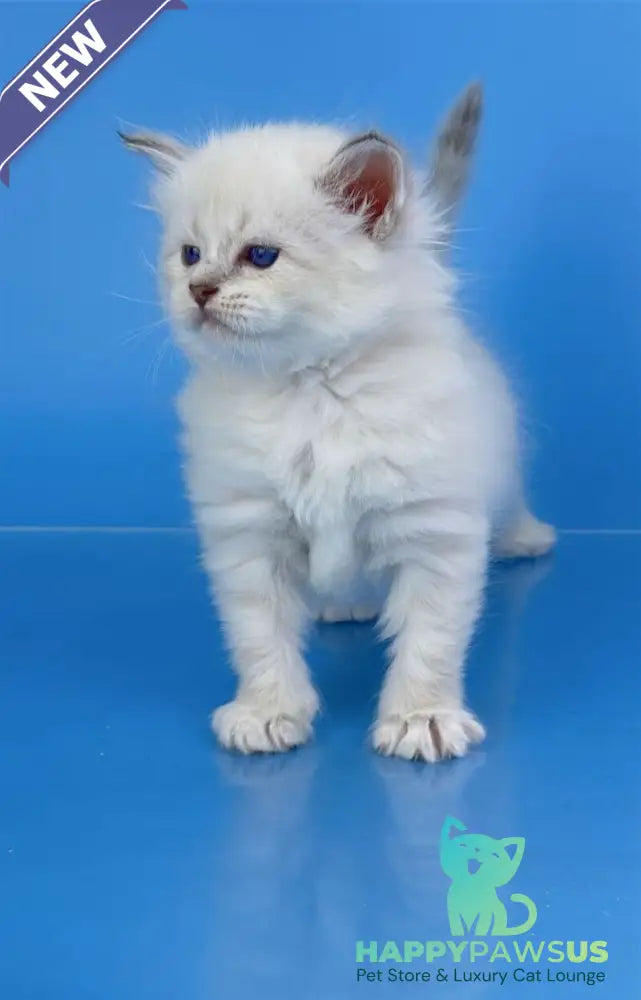 Windsor Siberian male blue tabby pointed with white - live animals