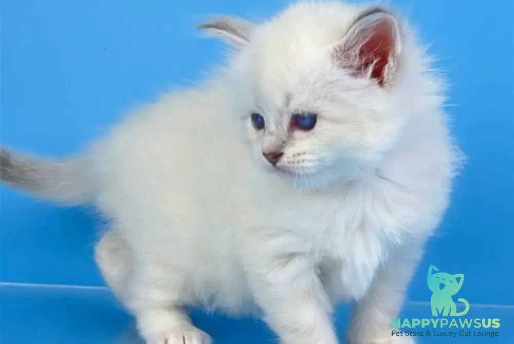 Windsor Siberian male blue tabby pointed with white - live animals