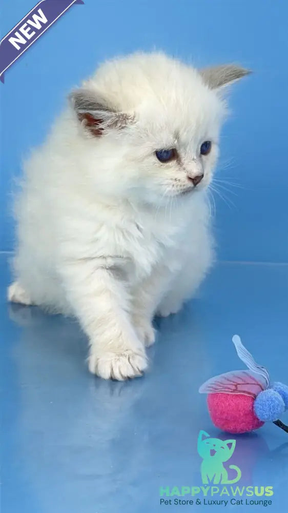 Windsor Siberian male blue tabby pointed with white - live animals