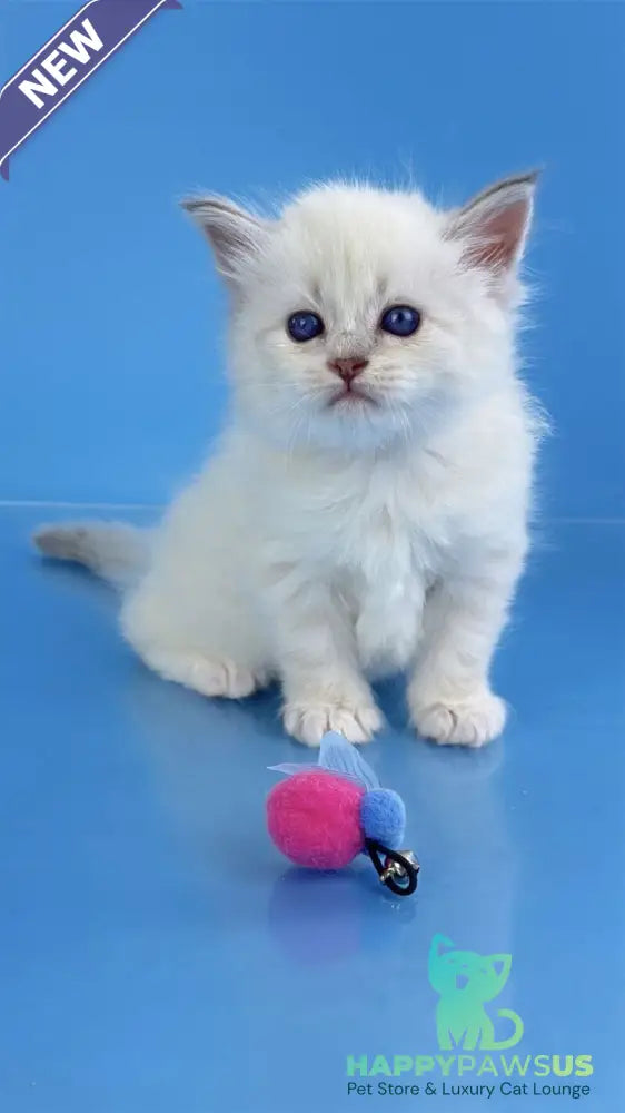 Windsor Siberian male blue tabby pointed with white - live animals