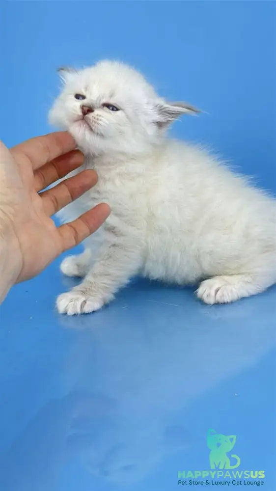 Windsor Siberian male blue tabby pointed with white - live animals