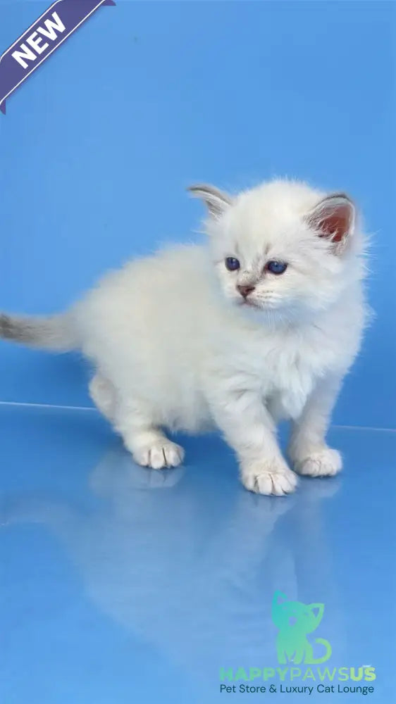 Windsor Siberian male blue tabby pointed with white - live animals