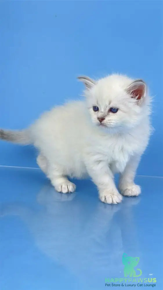 Windsor Siberian male blue tabby pointed with white - live animals