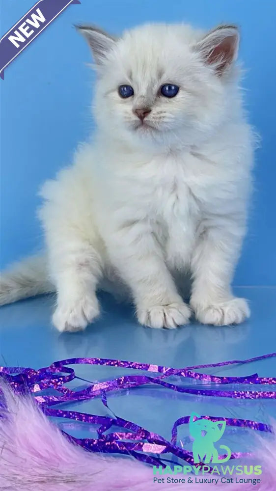 Windsor Siberian male blue tabby pointed with white - live animals