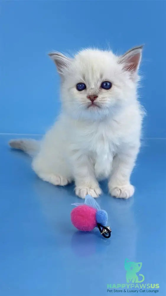 Windsor Siberian male blue tabby pointed with white - live animals