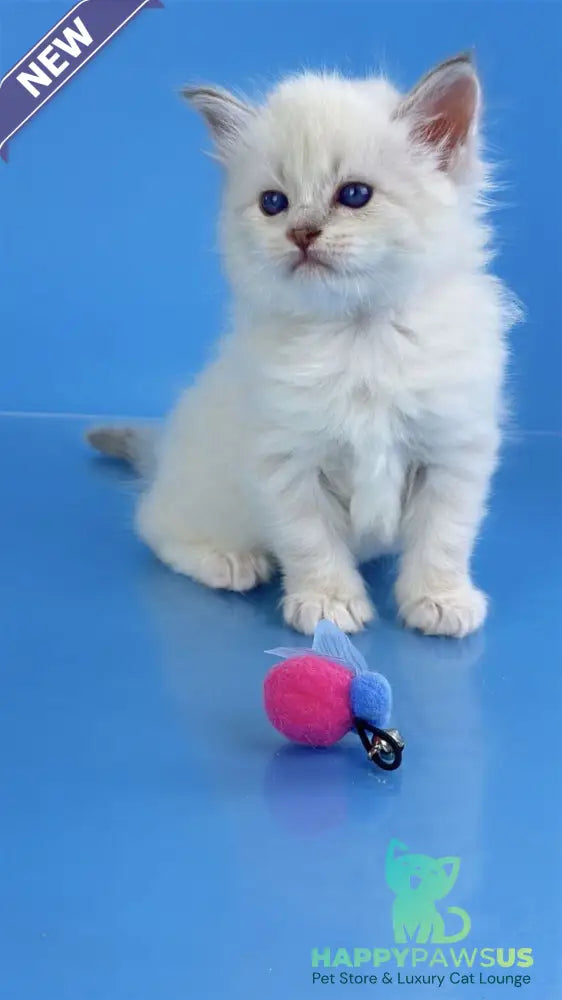 Windsor Siberian male blue tabby pointed with white - live animals