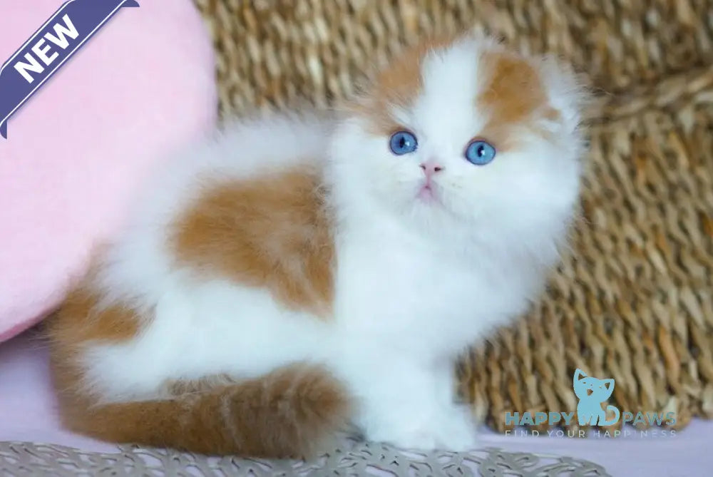 Windy Scottish Fold male red tabby harlequin live animals