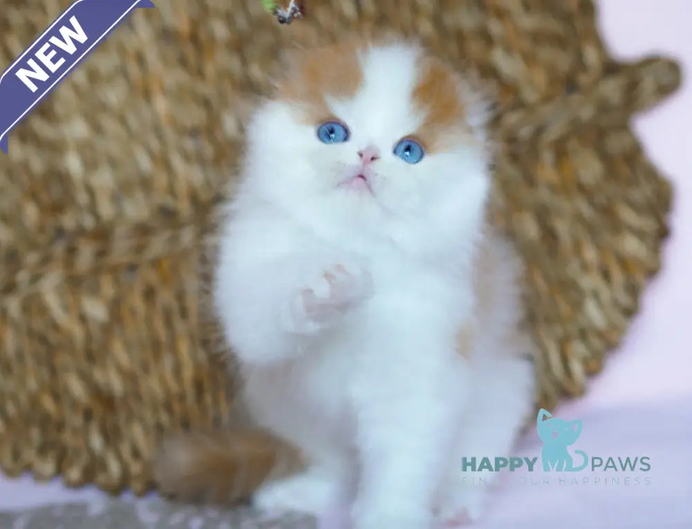 Windy Scottish Fold male red tabby harlequin live animals