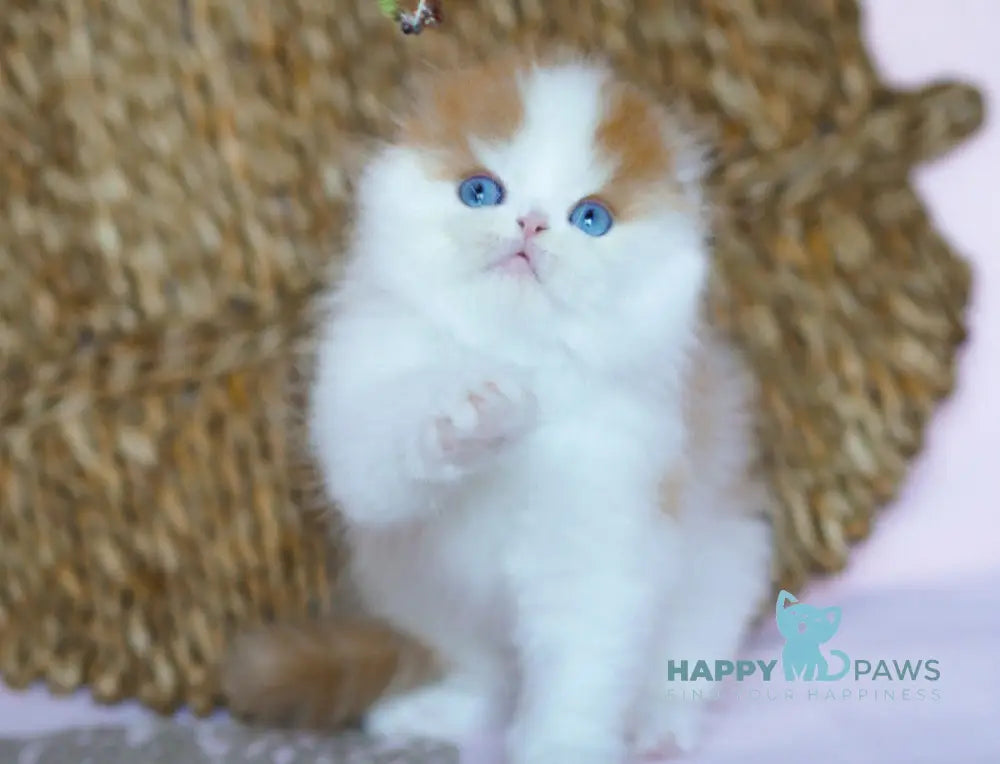 Windy Scottish Fold male red tabby harlequin live animals