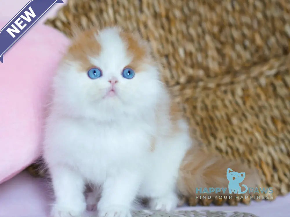 Windy Scottish Fold male red tabby harlequin live animals