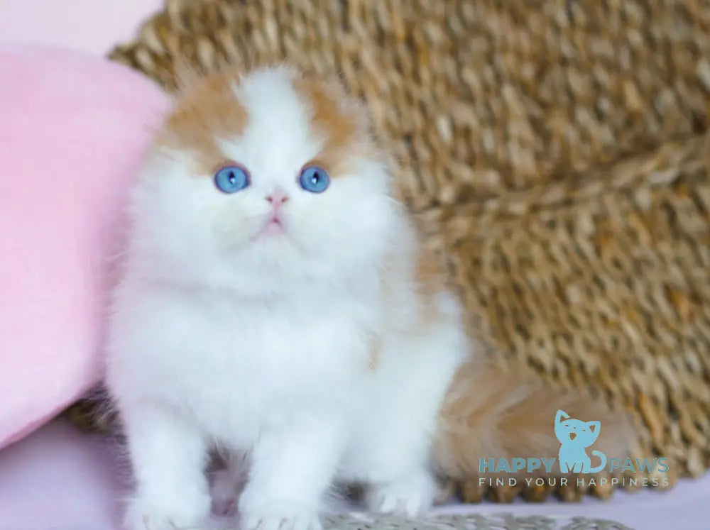 Windy Scottish Fold male red tabby harlequin live animals