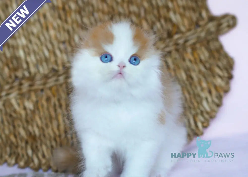 Windy Scottish Fold male red tabby harlequin live animals