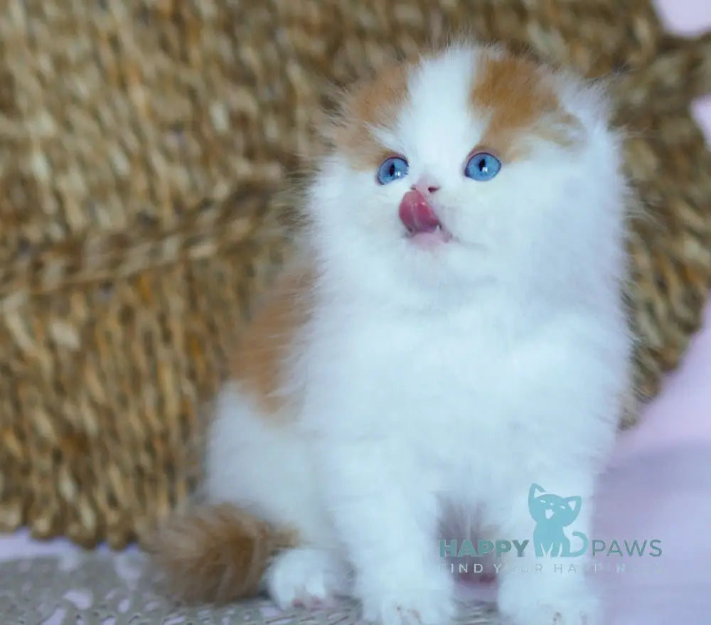 Windy Scottish Fold male red tabby harlequin live animals