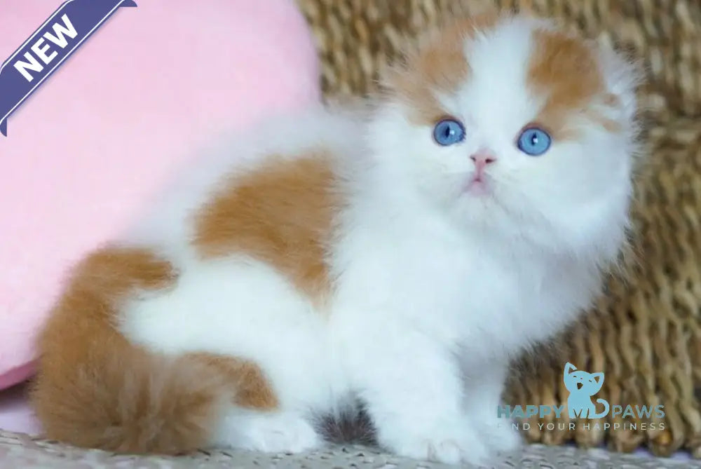 Windy Scottish Fold male red tabby harlequin live animals