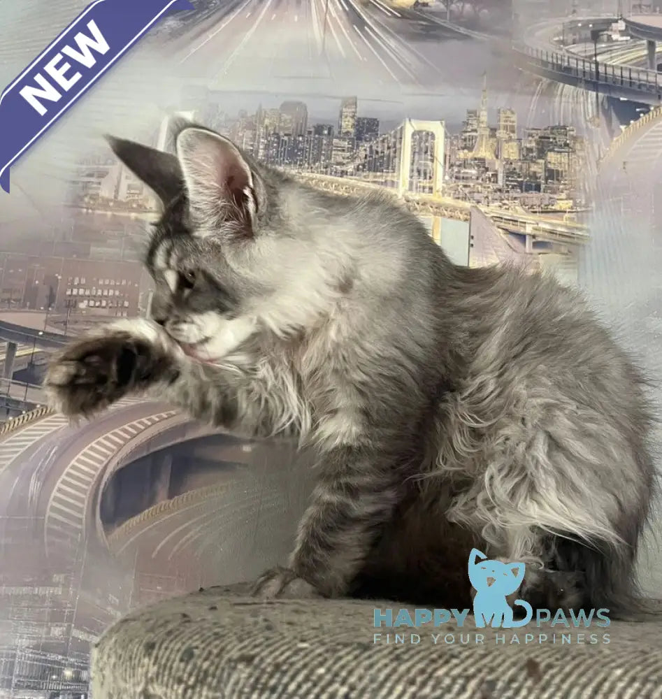 Wine Lady Maine Coon female black silver with white ticked tabby live animals