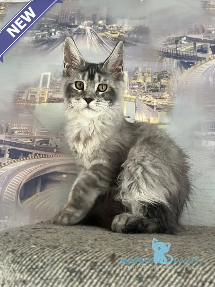 Wine Lady Maine Coon female black silver with white ticked tabby live animals